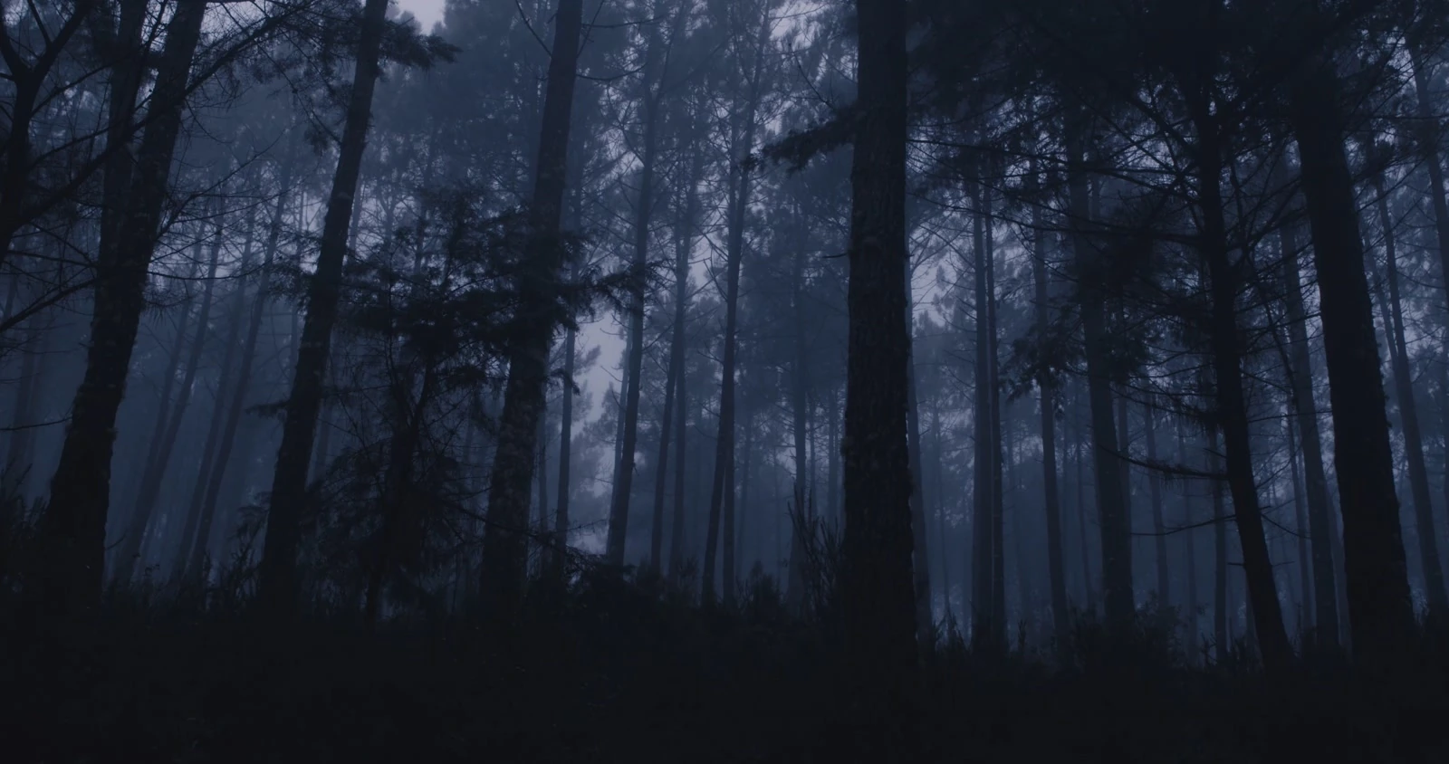 A misty forest, still from Cabra Cega